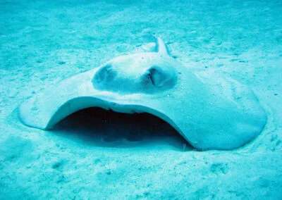 ocean diving 55