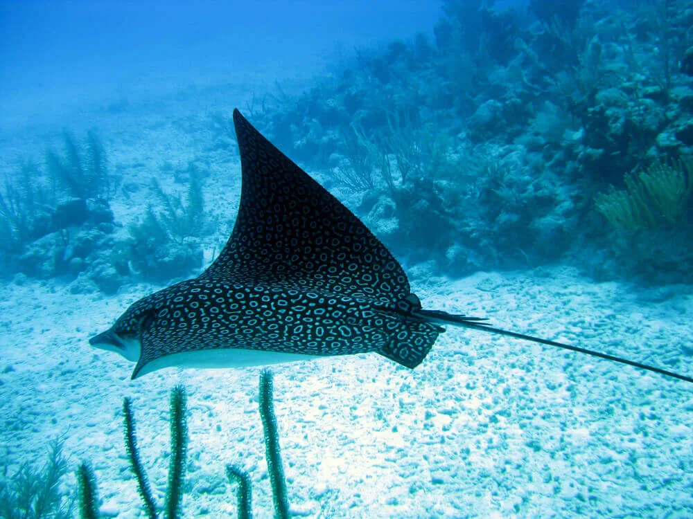 ocean diving 56