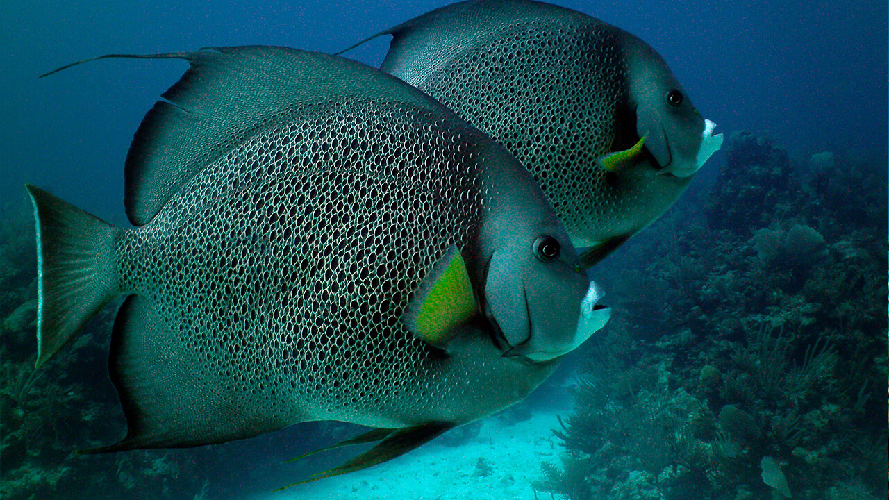 ocean-diving-57 ocean diving 57