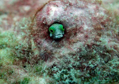 ocean diving 59