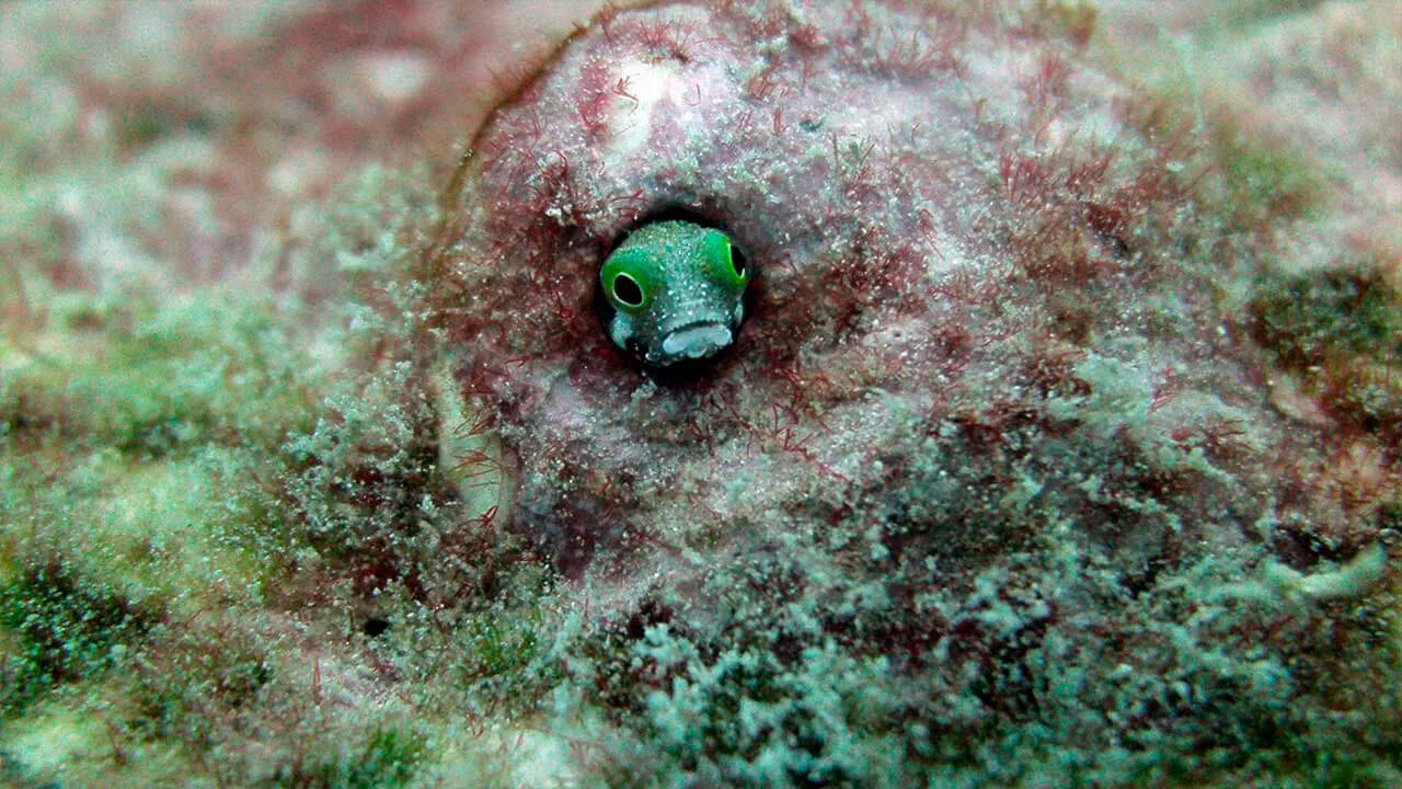 ocean diving 59
