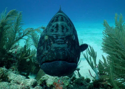 ocean diving 60 1