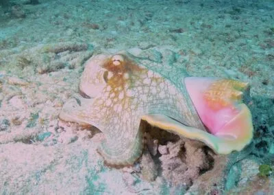 ocean diving 61