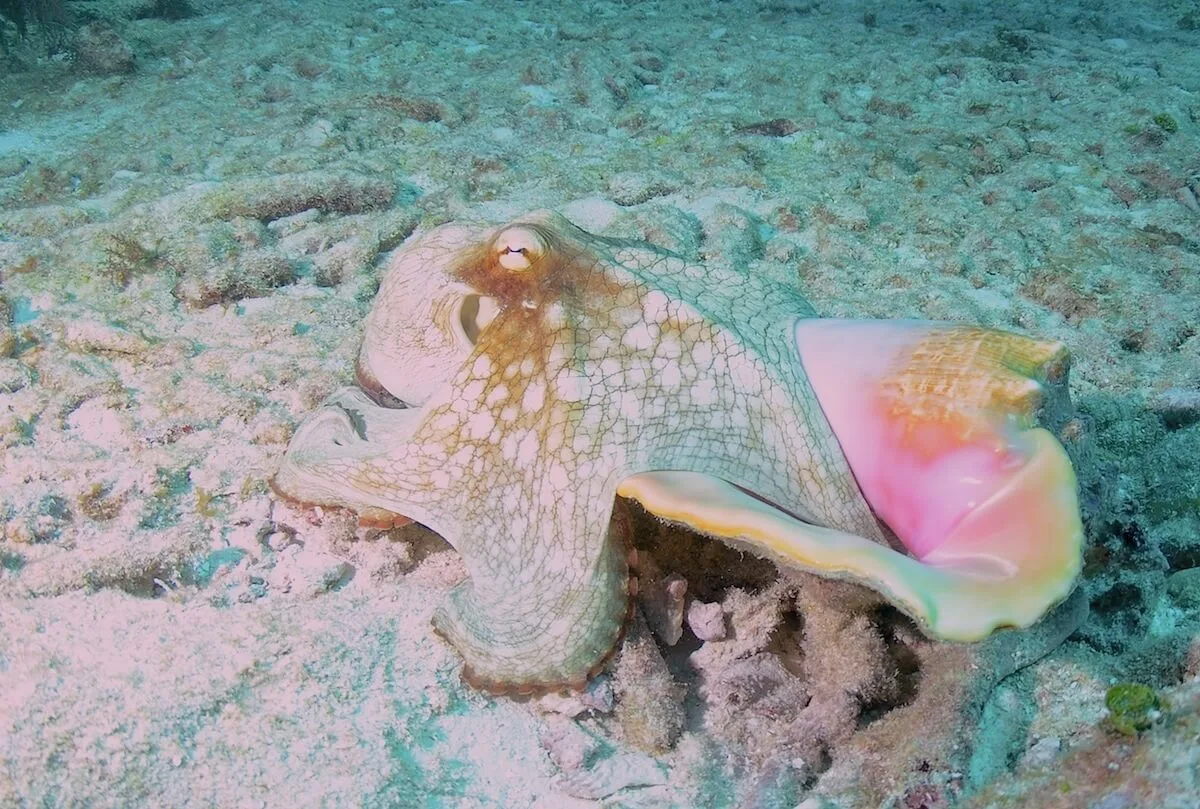 ocean diving 61