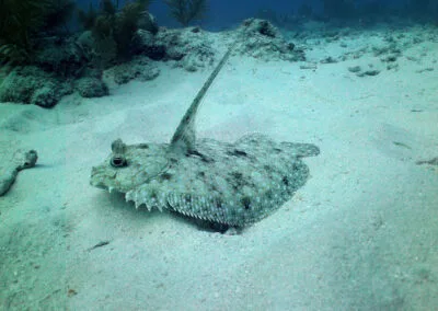 ocean diving 62