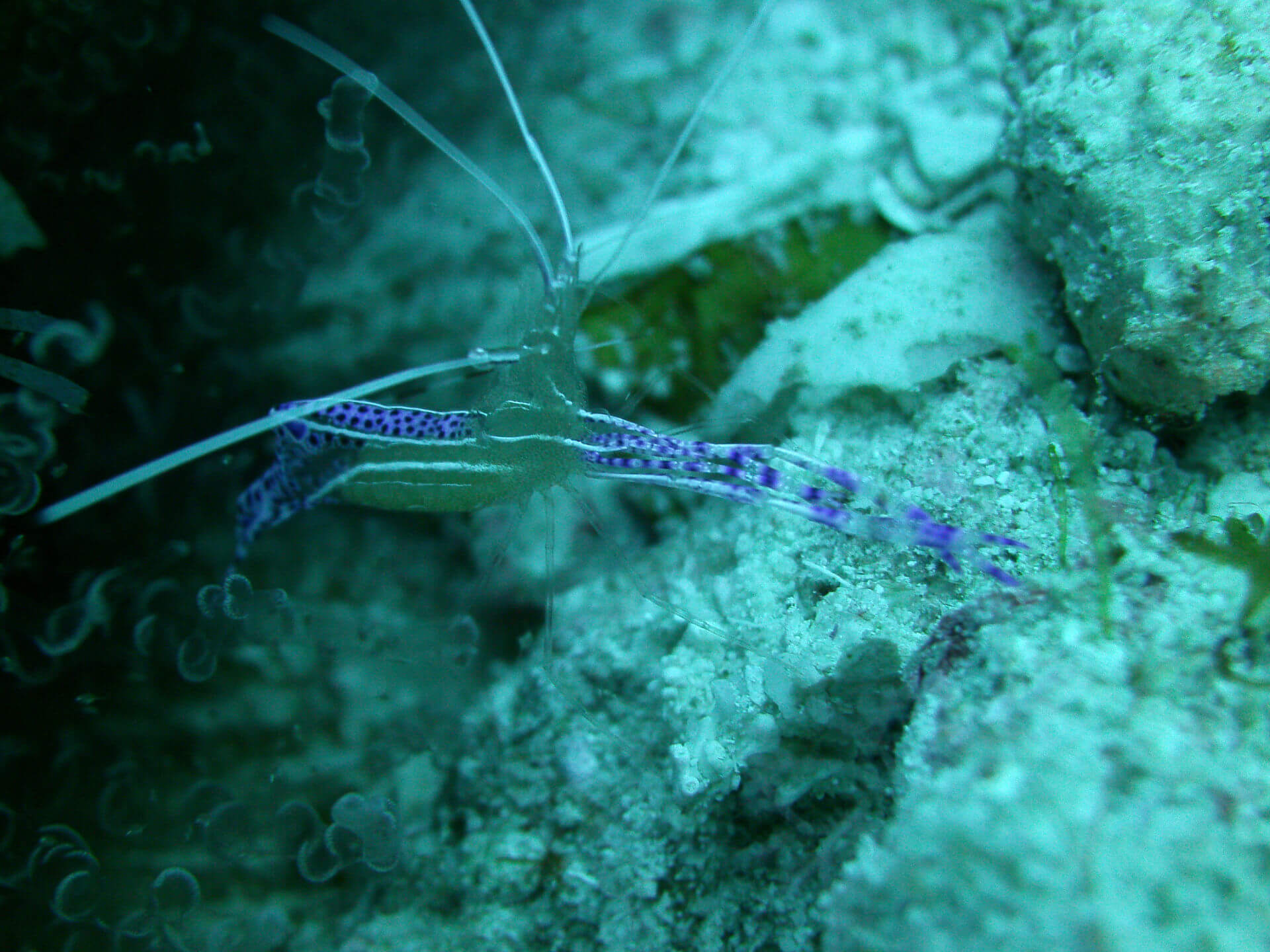 ocean diving 63
