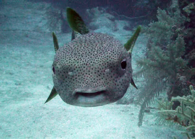 ocean diving 64