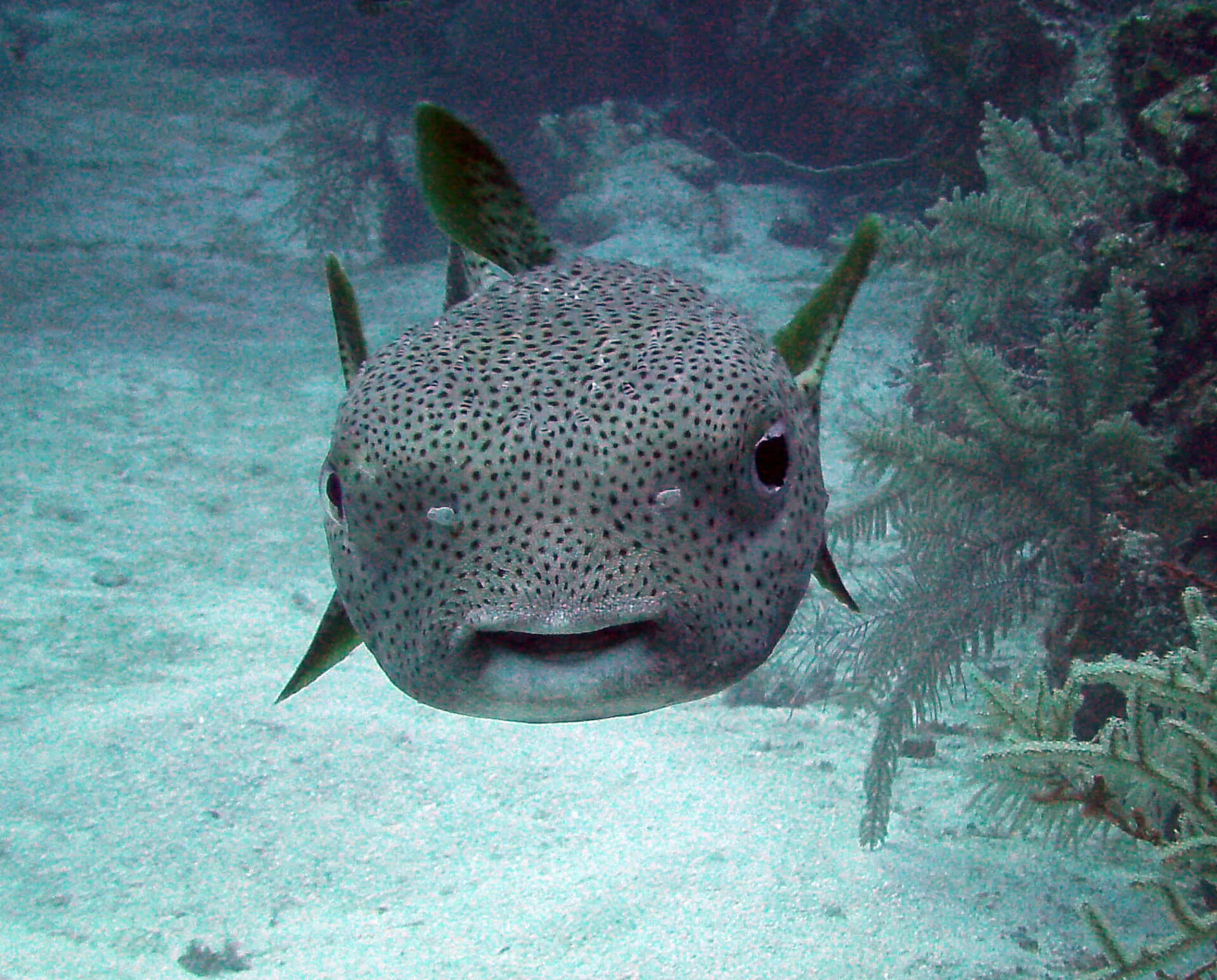 ocean diving 64