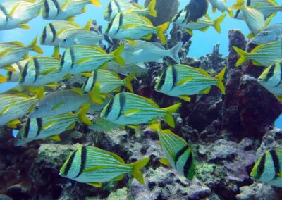 ocean diving 65