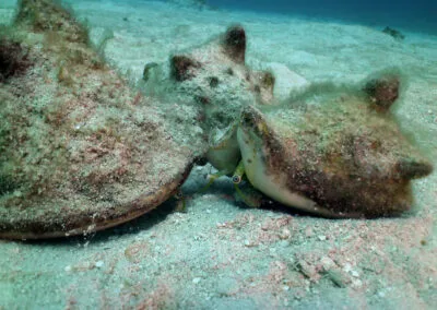 ocean diving 67