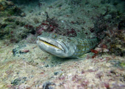 ocean diving 70