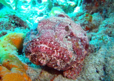 ocean diving 72