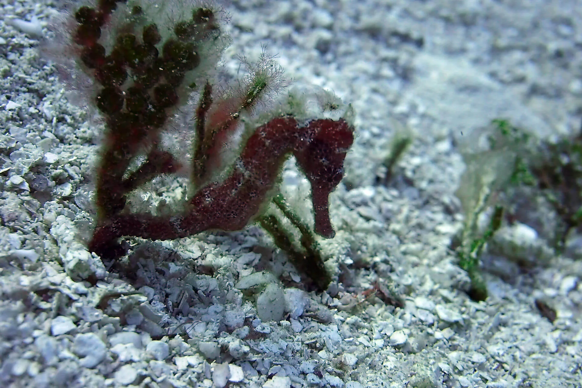 ocean diving 74