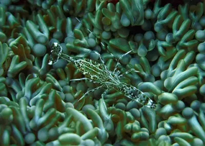 ocean diving 76