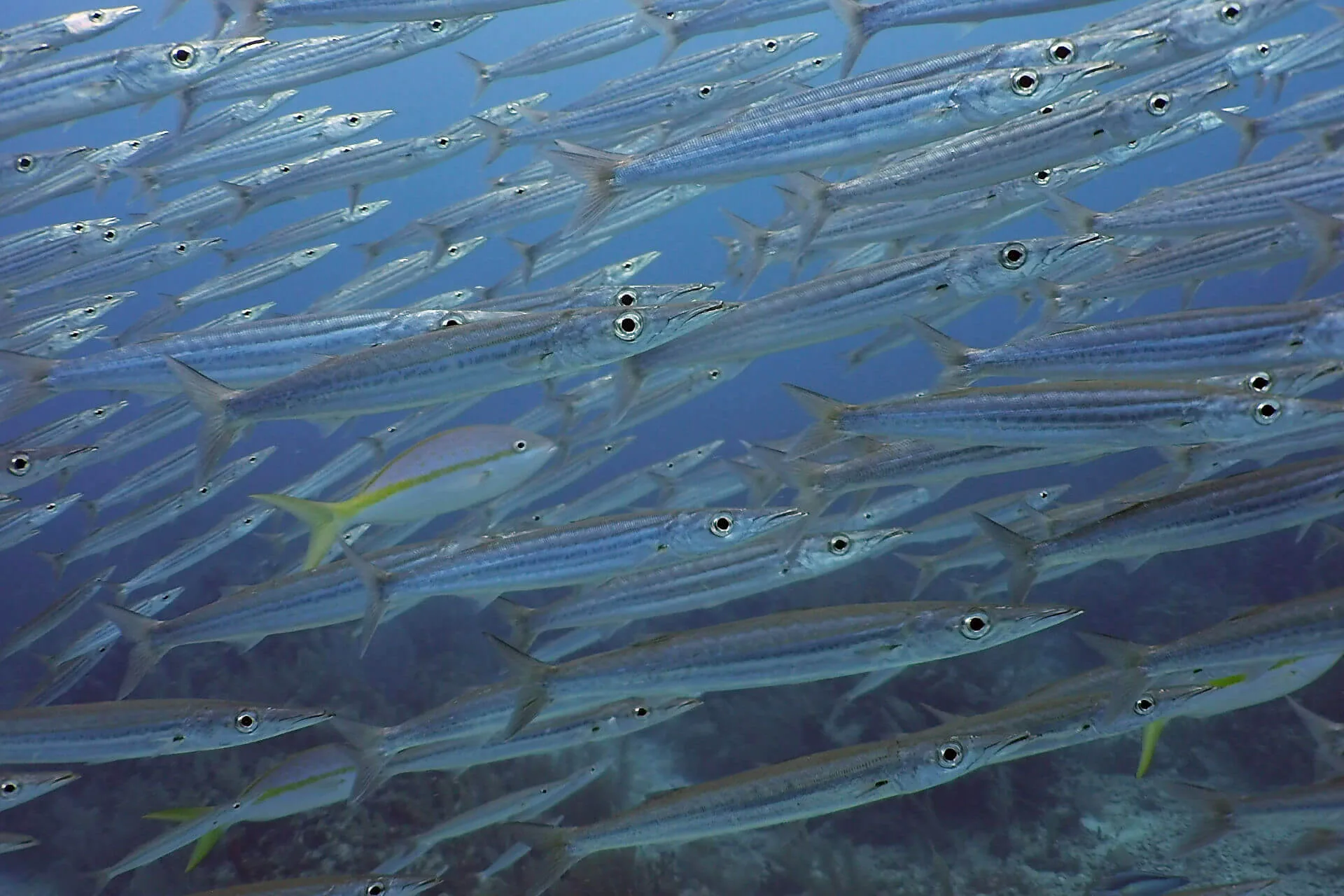 ocean diving 77