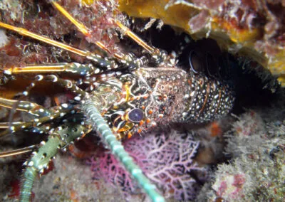 ocean diving 79