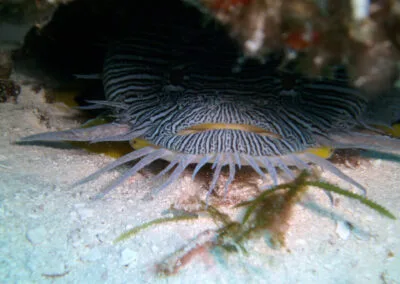 ocean diving 81