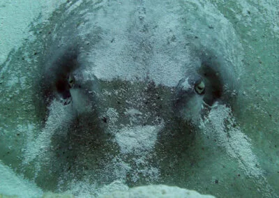 ocean diving 82