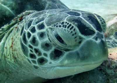 ocean diving 83