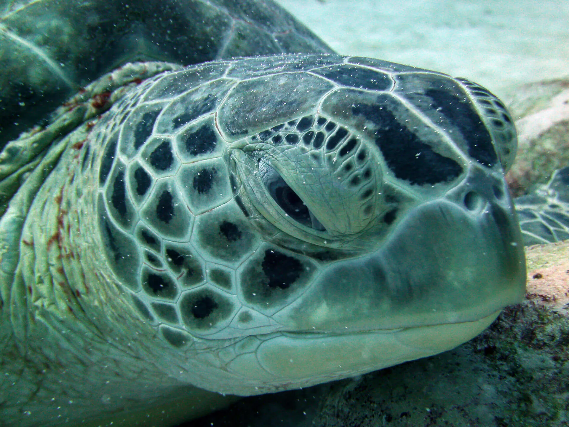ocean diving 83