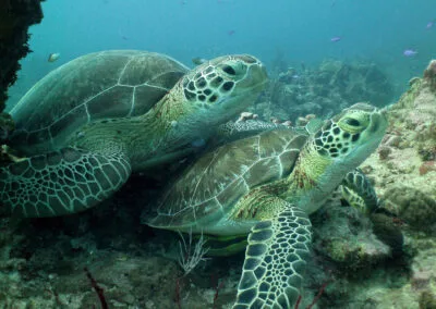 ocean diving 84