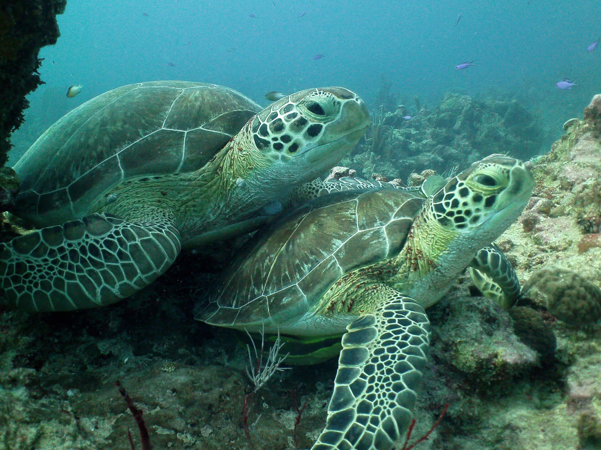 ocean diving 84