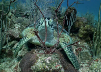ocean diving 85