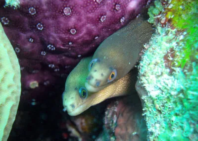 ocean diving 88