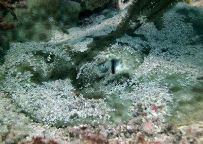 ocean diving 89
