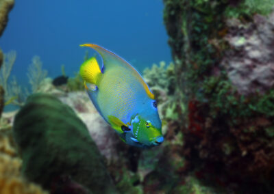 ocean diving fish blur