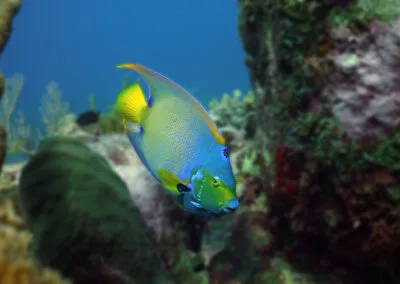 ocean diving fish blur