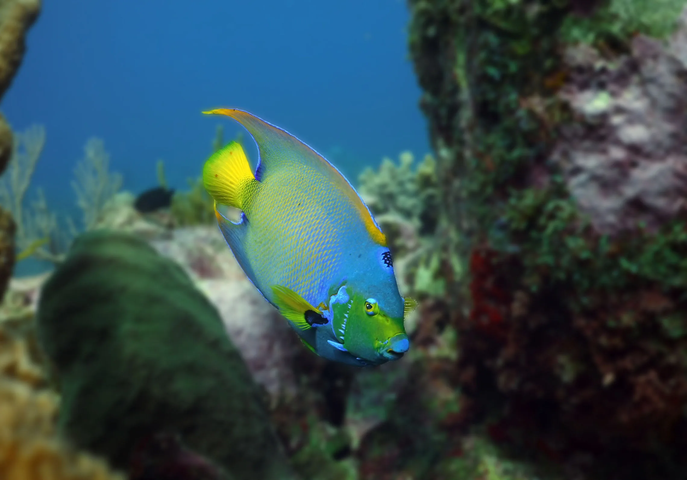 ocean diving fish blur