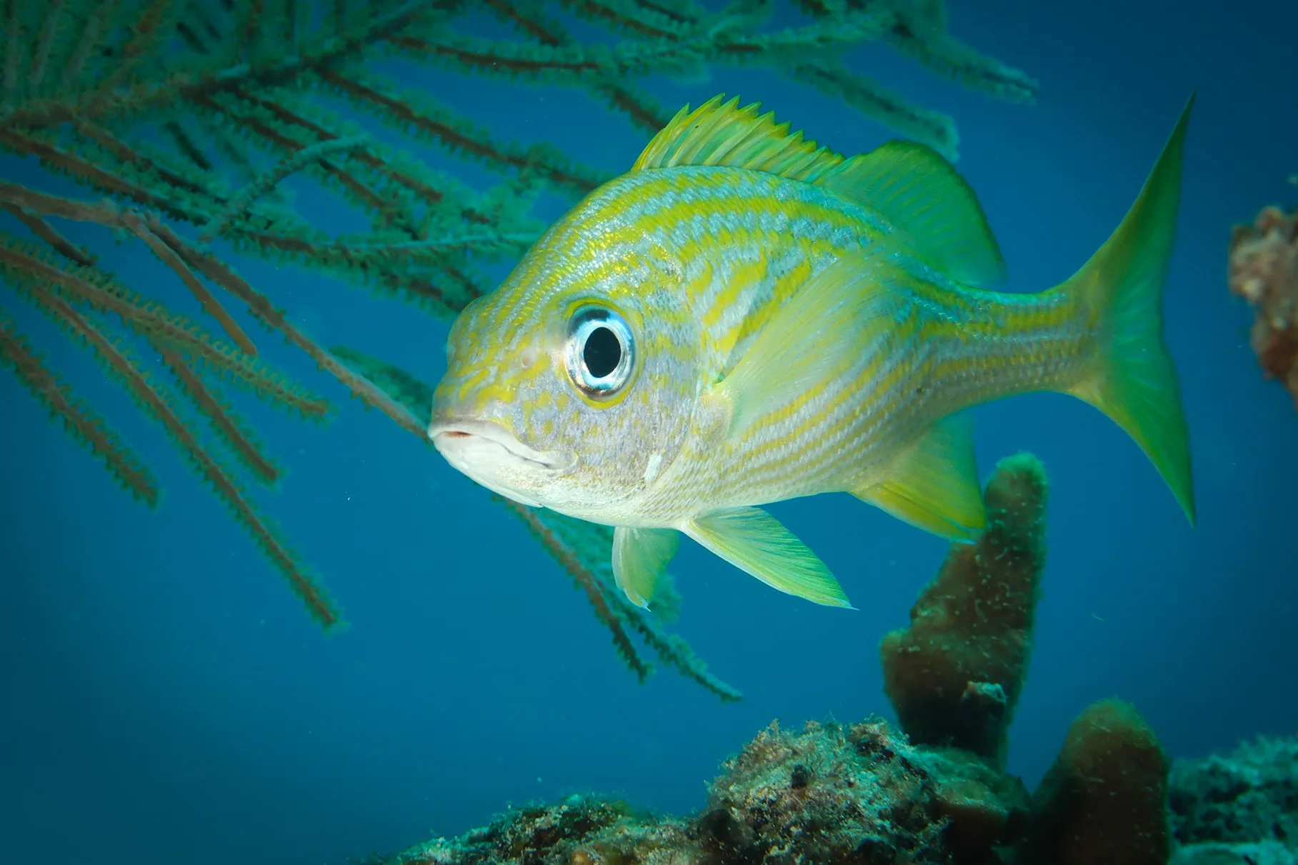 ocean diving fish