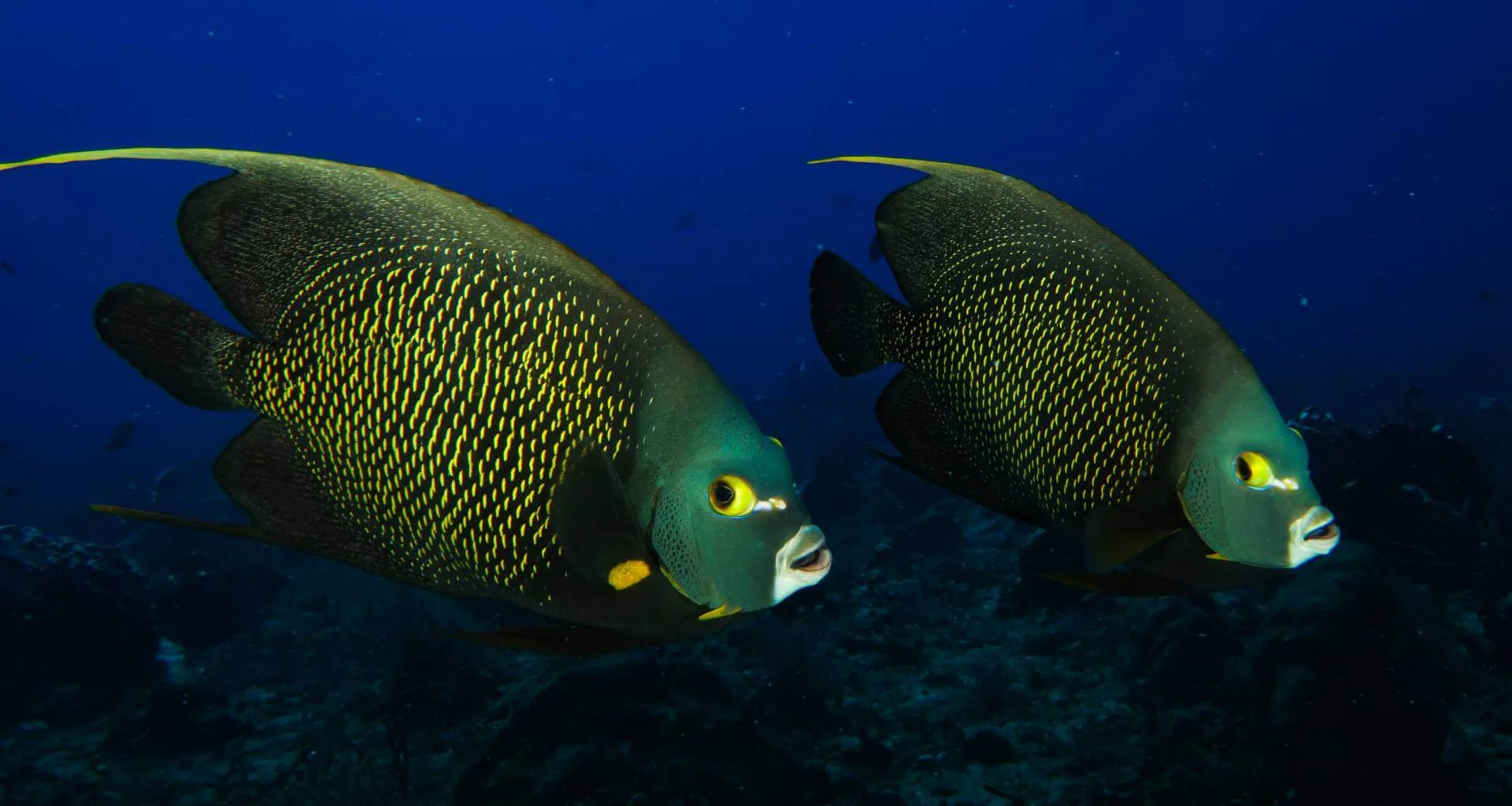ocean diving slider big fish 1