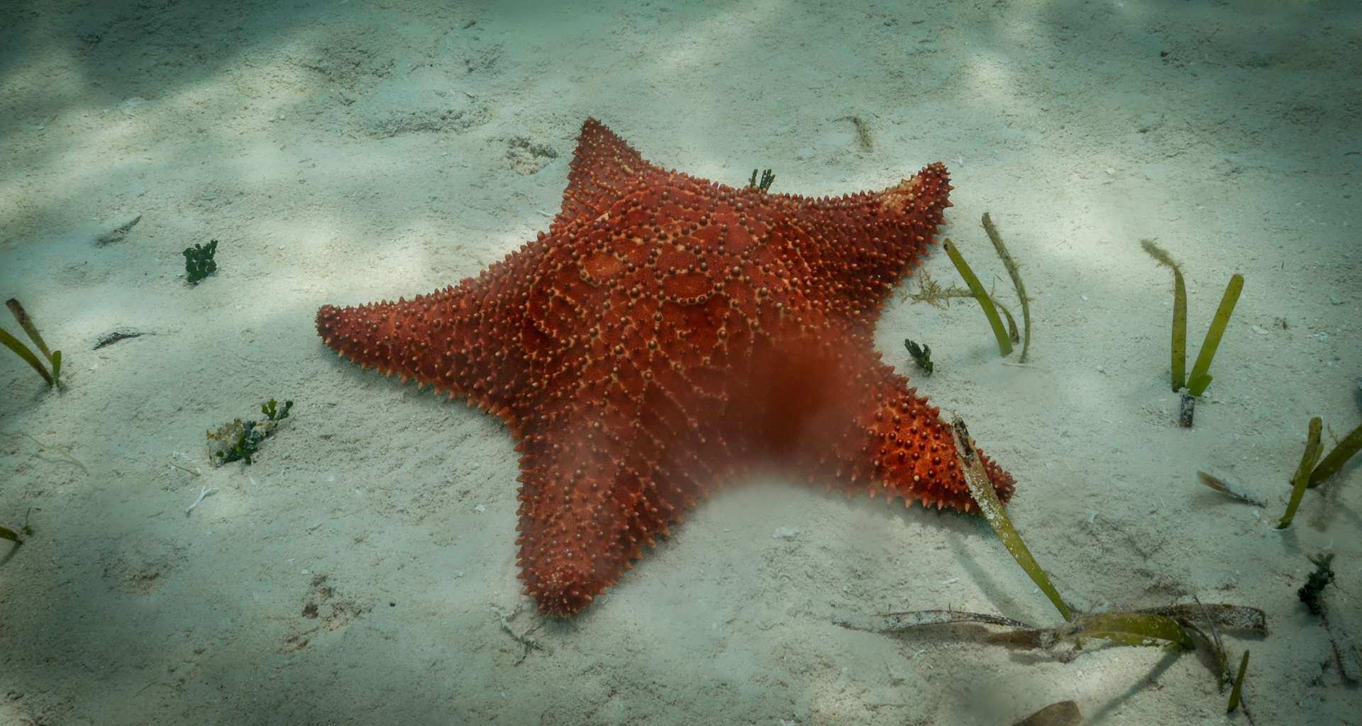 ocean-diving-slider-everything-between-star ocean diving slider everything between star 1