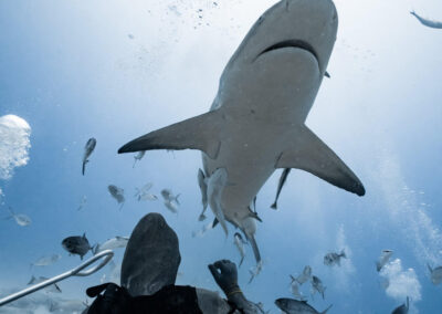 sharks 001