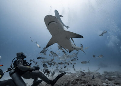 sharks 002