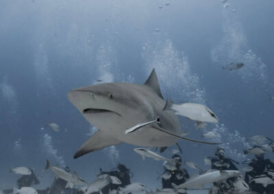 sharks 003