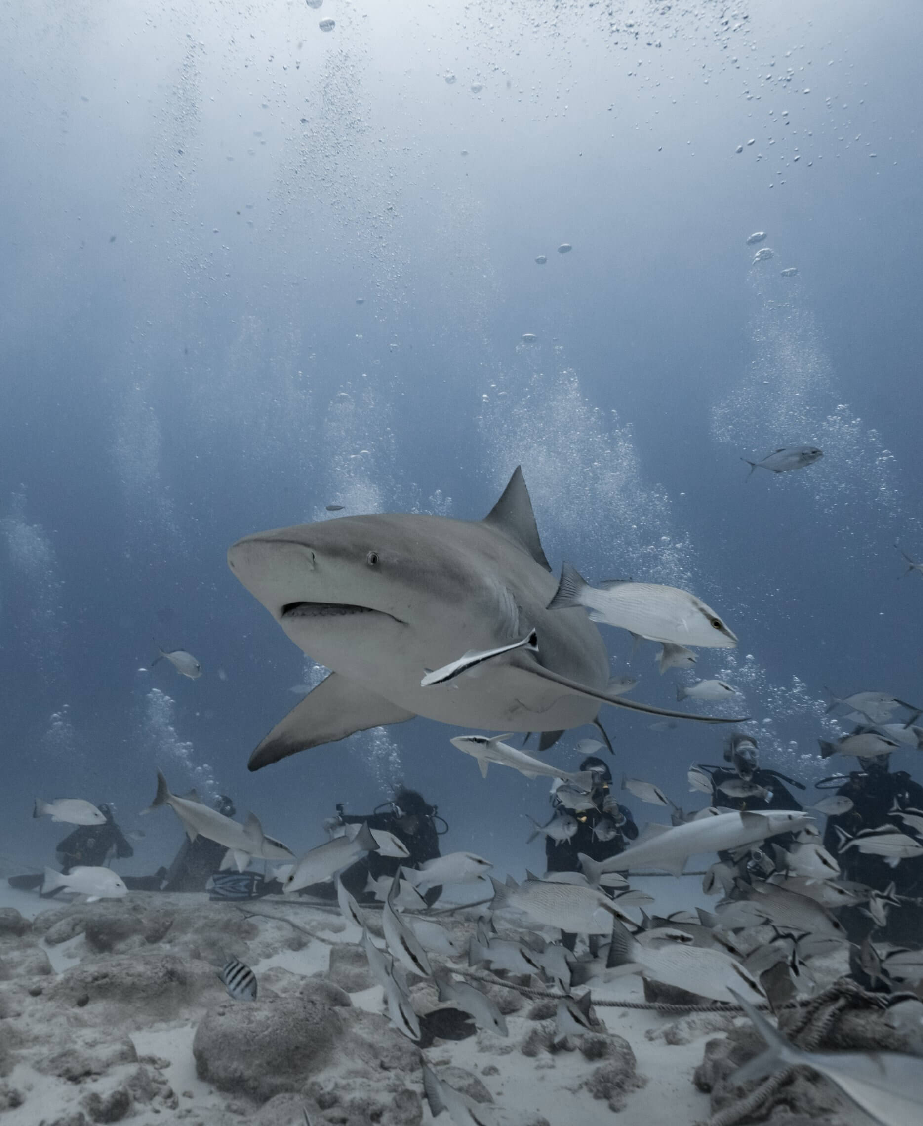 sharks 003